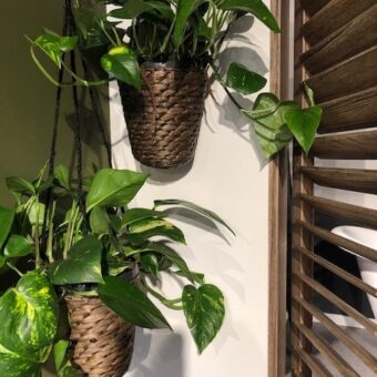 Urban jungle interieur met shutters